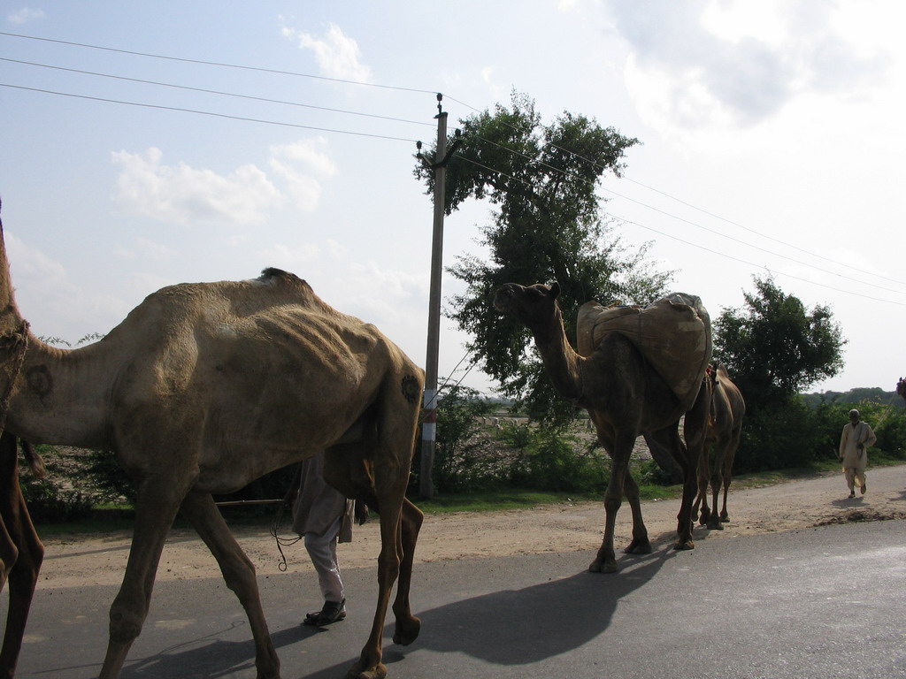 Camels on the road from Jaipur to Agra