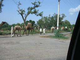 Camels on the road from Jaipur to Agra