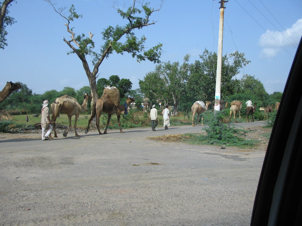 Camels on the road from Jaipur to Agra