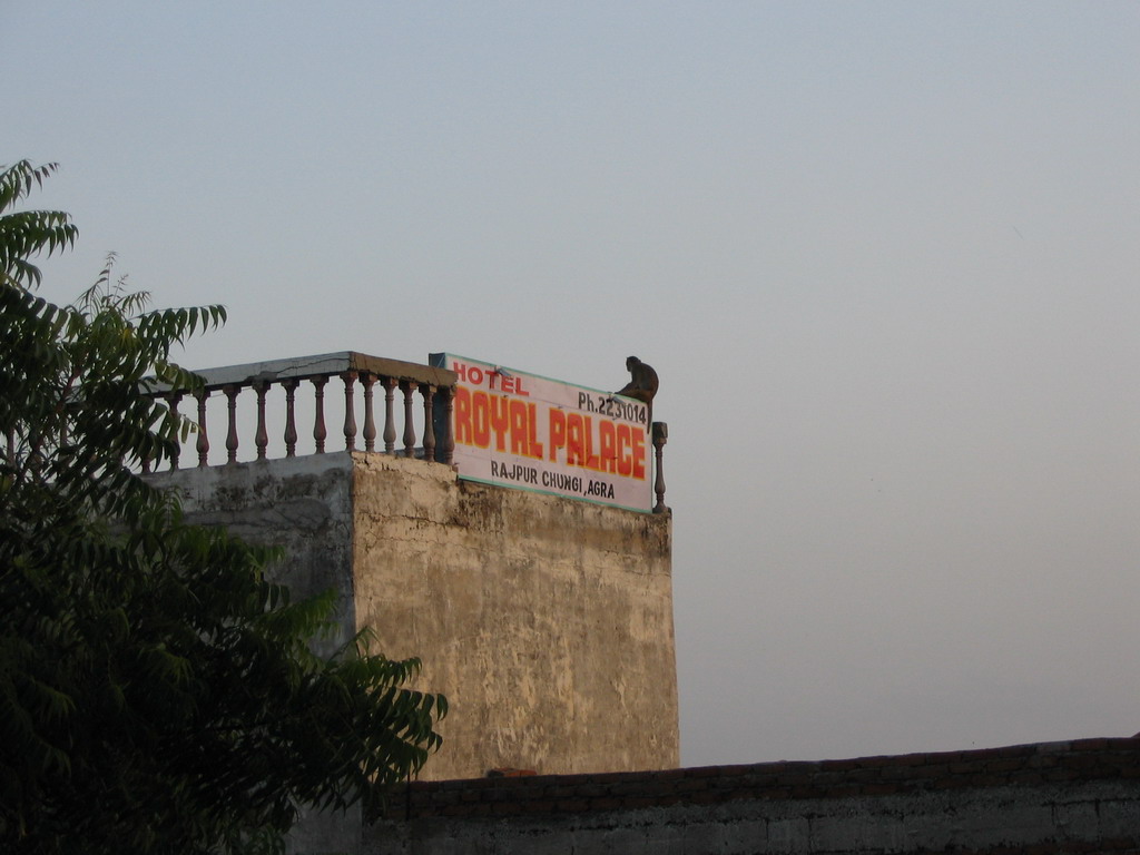 Monkey on hotel sign, from window of hotel room