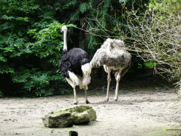 Ostriches at the Vogelpark Avifauna zoo