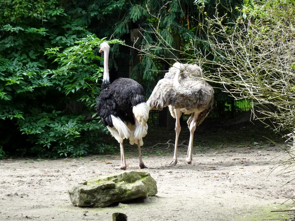 Ostriches at the Vogelpark Avifauna zoo