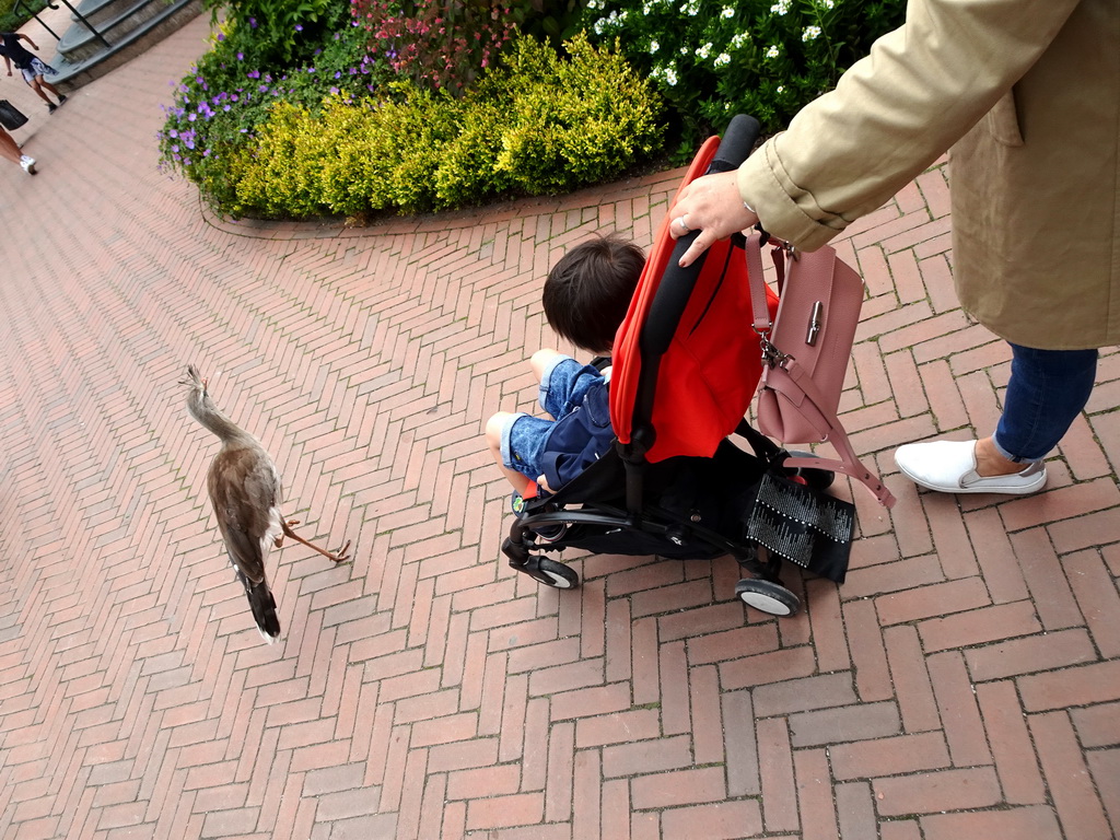 Max with a Red-legged Seriema in front of the Casa Havana restaurant at the Vogelpark Avifauna zoo