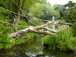 Tree over a stream at the Nuboso area at the Vogelpark Avifauna zoo
