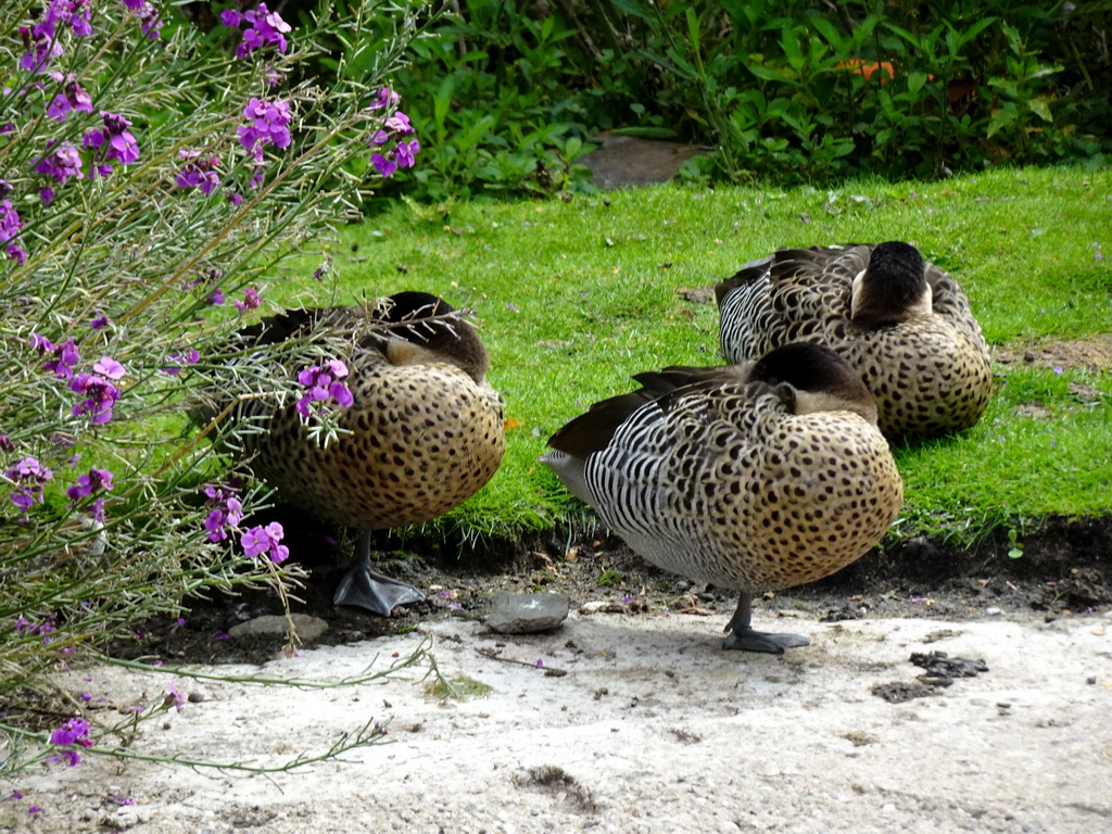 Silver Teals at the Vogelpark Avifauna zoo