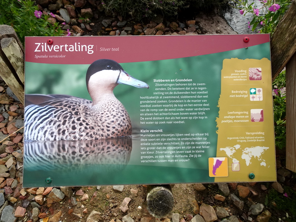 Explanation on the Silver Teal at the Vogelpark Avifauna zoo