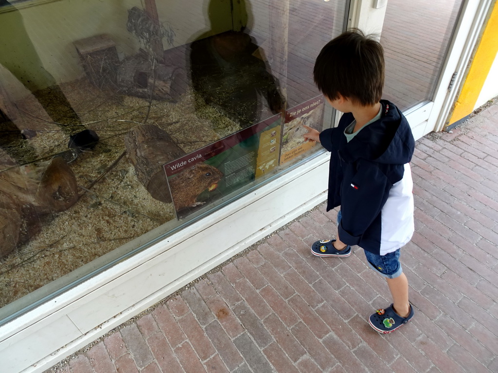 Max with Brazilian Guinea Pigs at the Nuboso area at the Vogelpark Avifauna zoo, with explanation