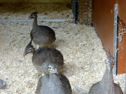 Elegant Crested Tinamous at the Nuboso area at the Vogelpark Avifauna zoo