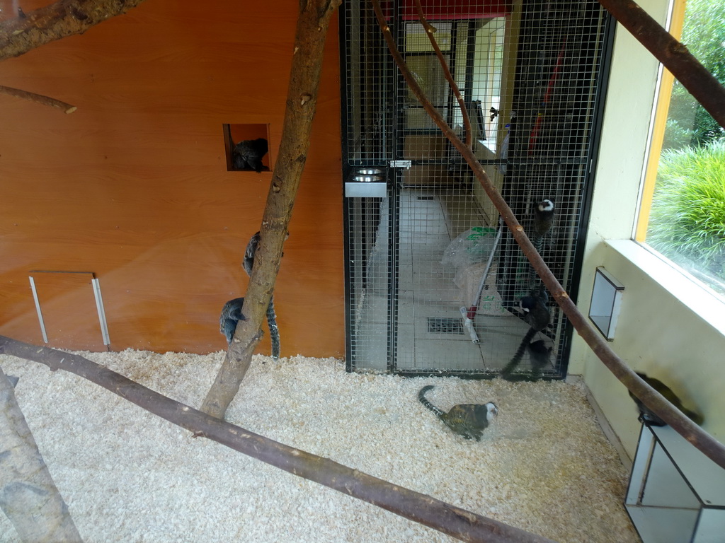 White-headed Capuchins at the Nuboso area at the Vogelpark Avifauna zoo