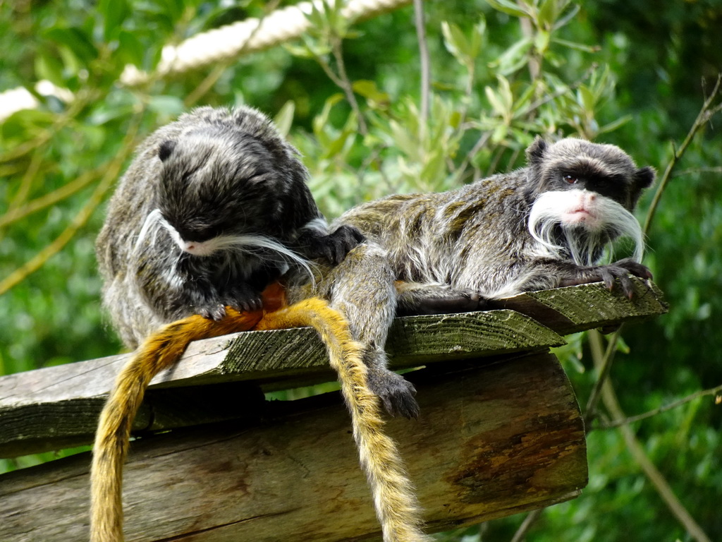 Emperor Tamarins at the Nuboso area at the Vogelpark Avifauna zoo