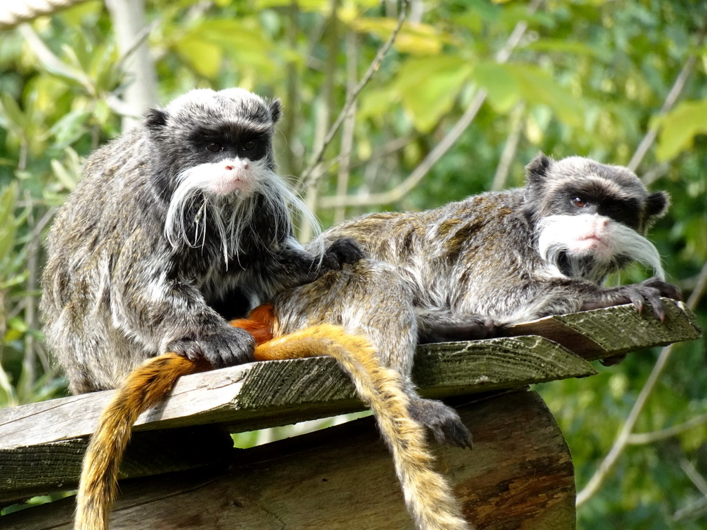 Emperor Tamarins at the Nuboso area at the Vogelpark Avifauna zoo