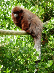 Coppery Titi at the Nuboso area at the Vogelpark Avifauna zoo