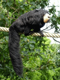 White-faced Saki at the Nuboso area at the Vogelpark Avifauna zoo