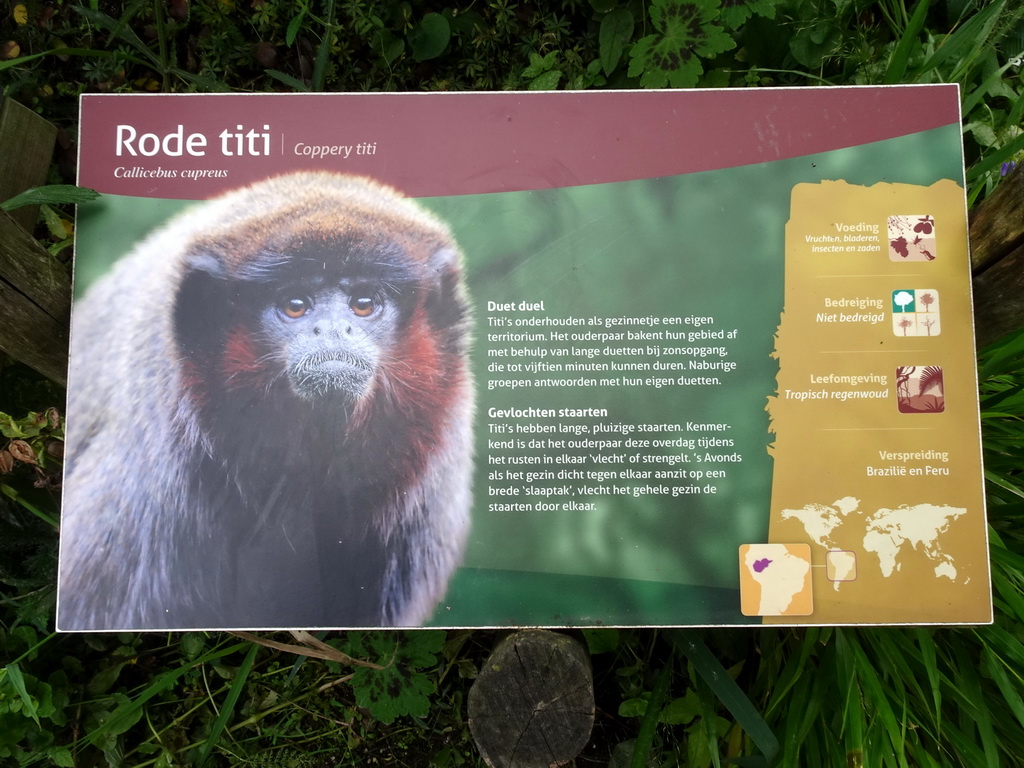 Explanation on the Coppery Titi at the Nuboso area at the Vogelpark Avifauna zoo