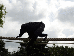 White-faced Saki at the Nuboso area at the Vogelpark Avifauna zoo