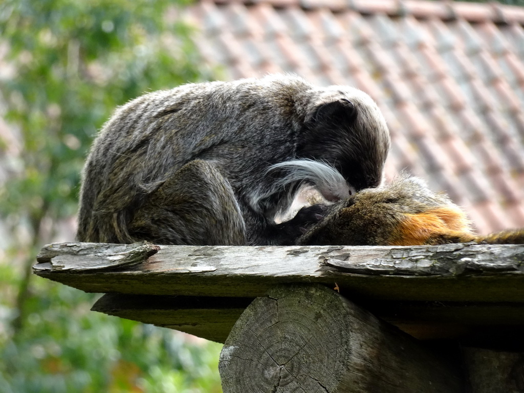 Emperor Tamarins at the Nuboso area at the Vogelpark Avifauna zoo