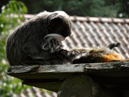 Emperor Tamarins at the Nuboso area at the Vogelpark Avifauna zoo