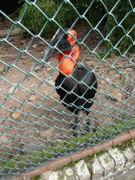 Southern Ground Hornbill at the Vogelpark Avifauna zoo