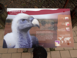 Explanation on the Rüppell`s Griffin at the Vogelpark Avifauna zoo