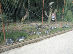 Rüppell`s Griffins at the Vogelpark Avifauna zoo