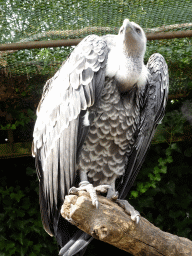 Rüppell`s Griffin at the Vogelpark Avifauna zoo