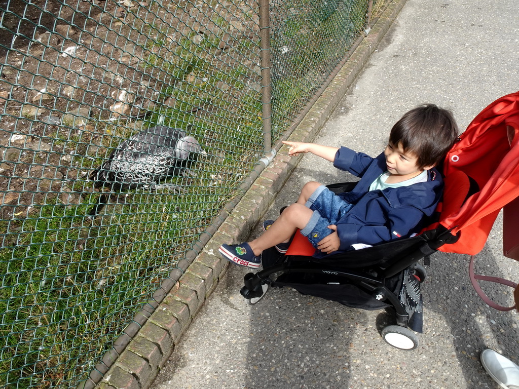 Max with a Rüppell`s Griffin at the Vogelpark Avifauna zoo