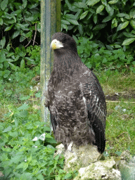 Steller`s Sea Eagle at the Vogelpark Avifauna zoo