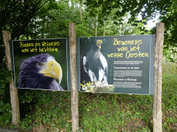 Information on the Steller`s Sea Eagle at the Vogelpark Avifauna zoo