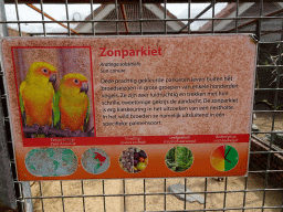 Explanation on the Sun Conure at the Vogelpark Avifauna zoo