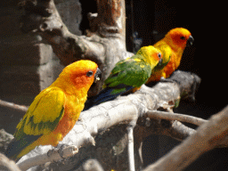 Sun Conures and Nyasa Lovebird at the Vogelpark Avifauna zoo