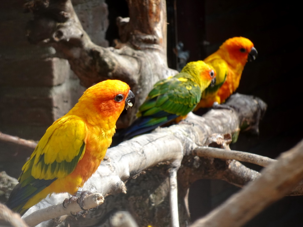 Sun Conures and Nyasa Lovebird at the Vogelpark Avifauna zoo