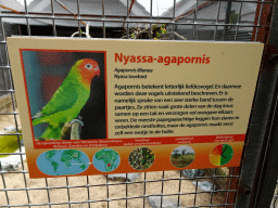 Explanation on the Nyasa Lovebird at the Vogelpark Avifauna zoo