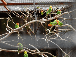 Nyasa Lovebirds at the Vogelpark Avifauna zoo