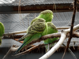 Budgerigars at the Vogelpark Avifauna zoo