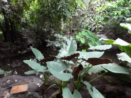 Interior of the Philippines hall of the Tropenhal building at the Vogelpark Avifauna zoo