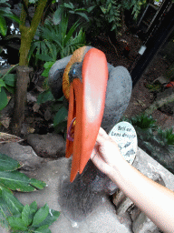 Miaomiao with an eyeglass dryer at the Philippines hall of the Tropenhal building at the Vogelpark Avifauna zoo