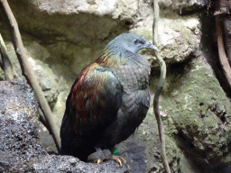 Bird at the Philippines hall of the Tropenhal building at the Vogelpark Avifauna zoo