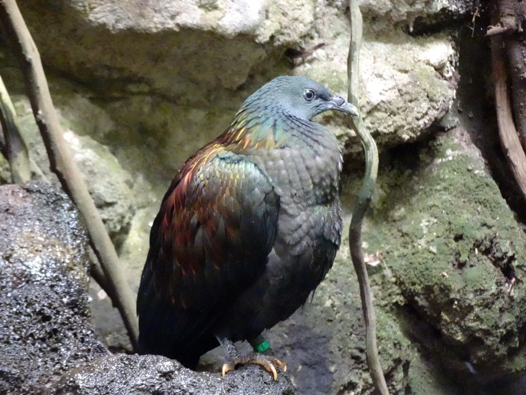 Bird at the Philippines hall of the Tropenhal building at the Vogelpark Avifauna zoo