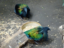 Birds at the Philippines hall of the Tropenhal building at the Vogelpark Avifauna zoo