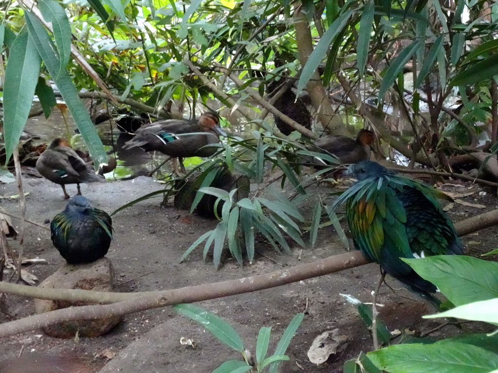 Birds at the Philippines hall of the Tropenhal building at the Vogelpark Avifauna zoo