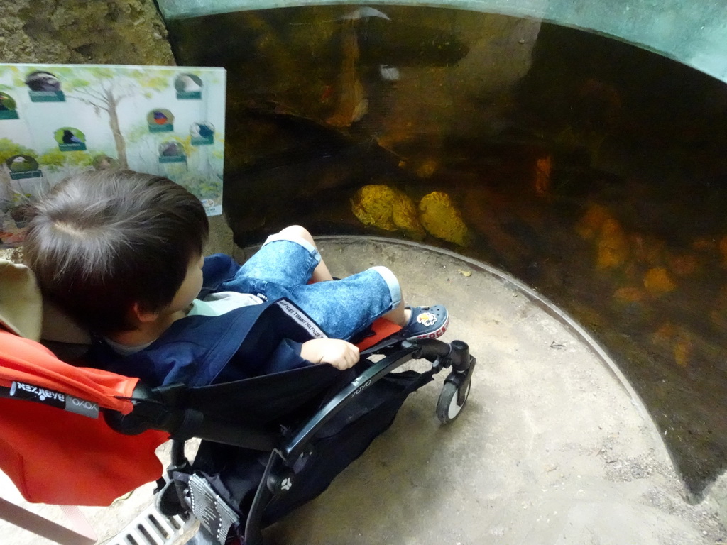 Max looking at fish at the Pantanal hall of the Tropenhal building at the Vogelpark Avifauna zoo