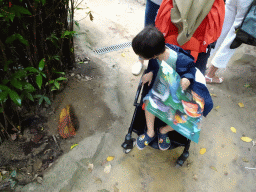 Max looking at Leafcutter Ants at the Pantanal hall of the Tropenhal building at the Vogelpark Avifauna zoo