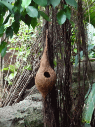 Bird`s nest at the Pantanal hall of the Tropenhal building at the Vogelpark Avifauna zoo