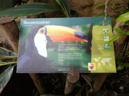 Explanation on the Toco Toucan at the Pantanal hall of the Tropenhal building at the Vogelpark Avifauna zoo