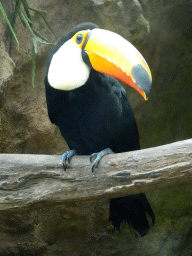Toco Toucan at the Pantanal hall of the Tropenhal building at the Vogelpark Avifauna zoo