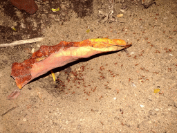 Leafcutter Ants at the Pantanal hall of the Tropenhal building at the Vogelpark Avifauna zoo