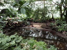 Interior of the Pantanal hall of the Tropenhal building at the Vogelpark Avifauna zoo