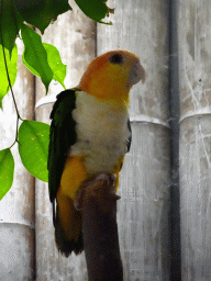 White-bellied Caique at the Pantanal hall of the Tropenhal building at the Vogelpark Avifauna zoo