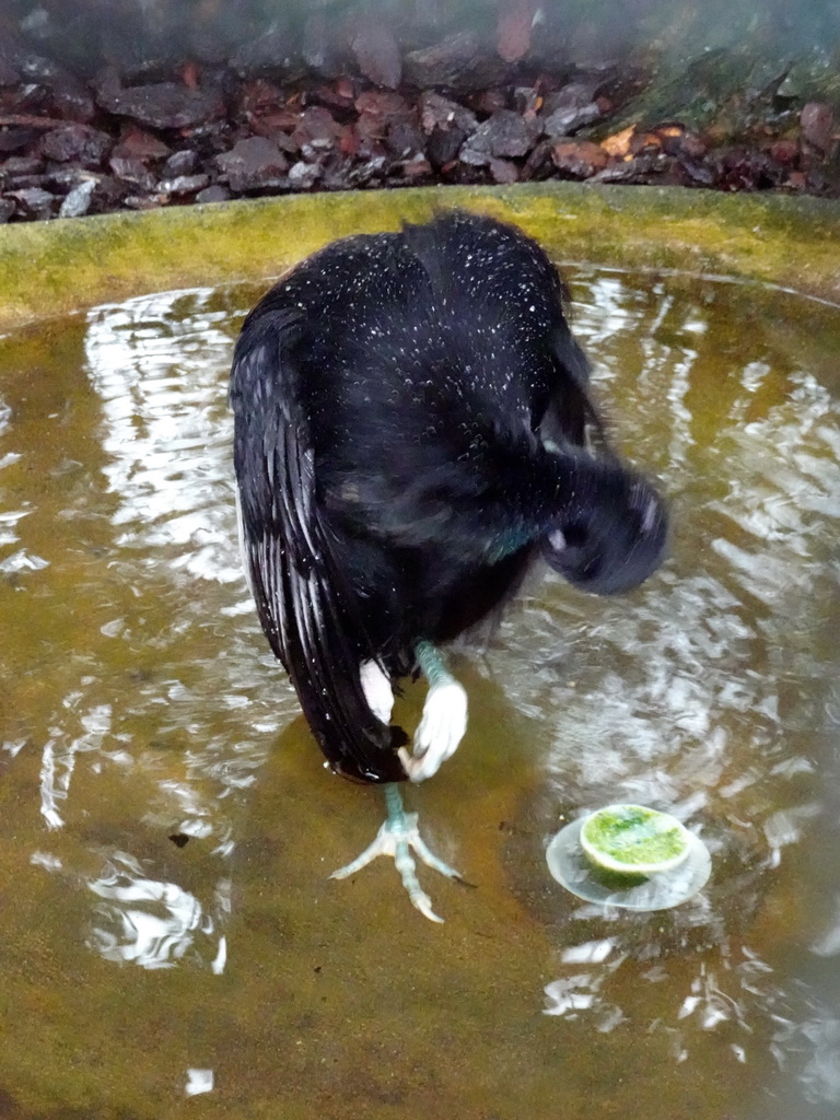 Common Trumpeter at the Pantanal hall of the Tropenhal building at the Vogelpark Avifauna zoo