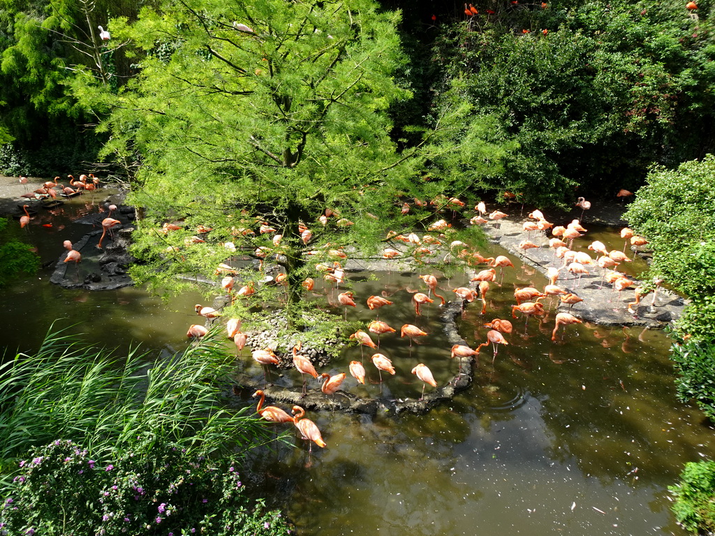 American Flamingos at the Cuba Aviary at the Vogelpark Avifauna zoo, viewed from the balcony of the Casa Havana restaurant